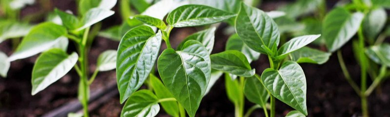 Pepper Plants Pepper Plants